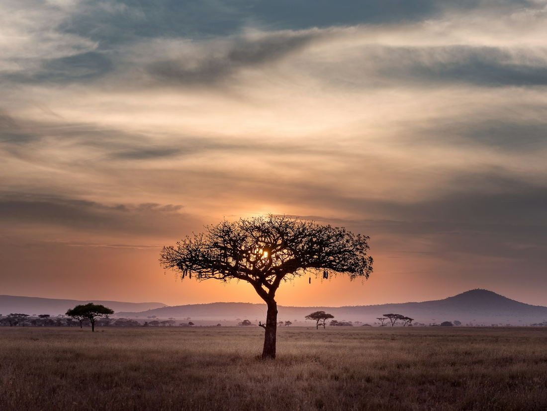 A lone acacia tree silhouetted against a golden sunset on the savanna