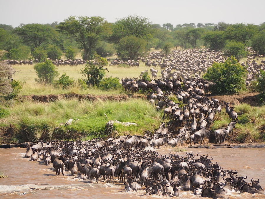 A wildebeest herd crossing a river during the Great Migration in the Maasai Mara