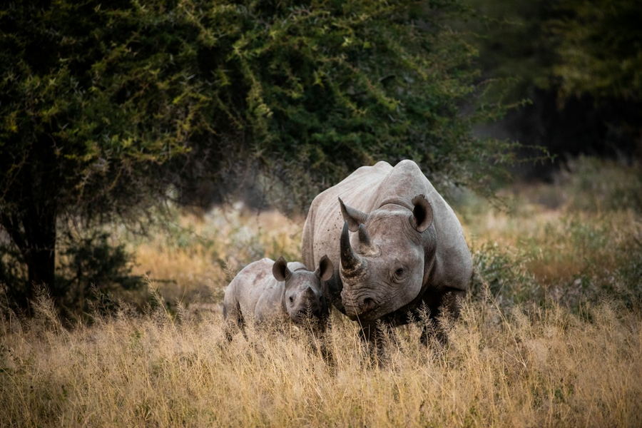 Two white rhinos standing in golden grassland in a South African reserve