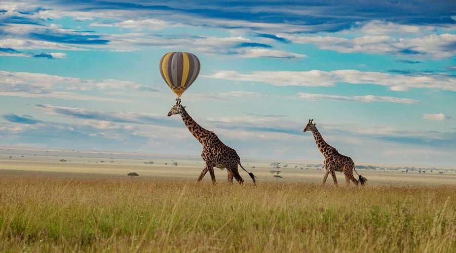 Two giraffes crossing the Serengeti plains with a hot air balloon overhead