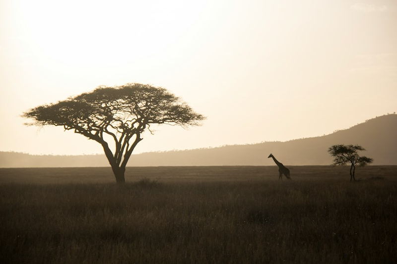 A giraffe and acacia trees in soft hazy light