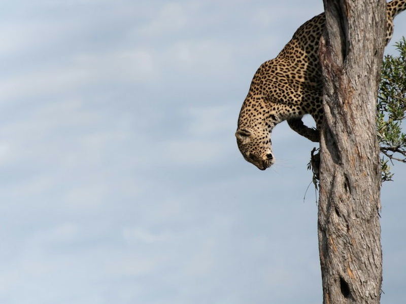 A leopard climbing down the trunk of a tree