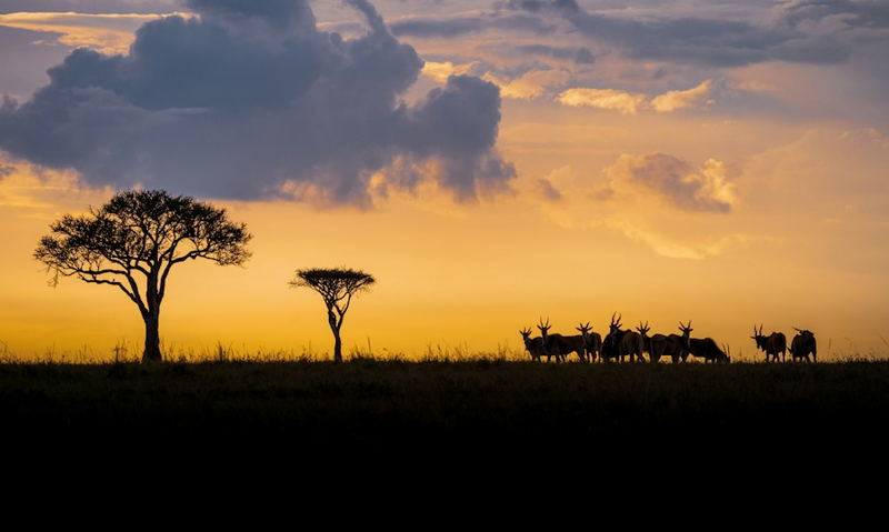 Acacia trees and grazing antelope silhouetted against a savanna sunset