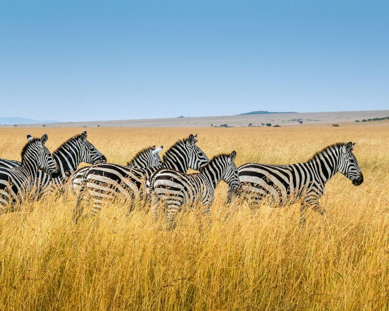 A group of zebra standing in tall golden grass