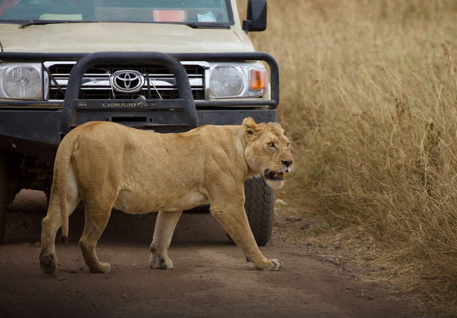 A lioness walking past a safari vehicle in the Maasai Mara