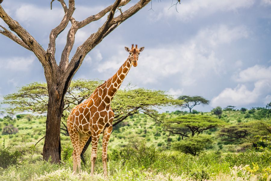 A reticulated giraffe standing beside an acacia tree in northern Kenya